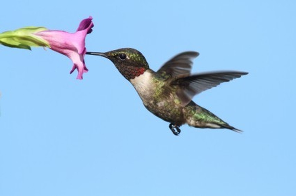 Suis Je Un Vautour Ou Un Oiseau Mouche David Porter