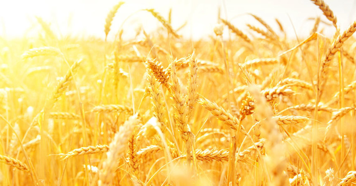 La moisson est si grande EMCI TV