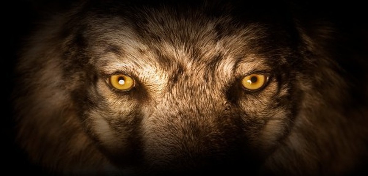 Comment Reconnaitre Un Loup Les 7 Caracteristiques D Un Loup Emci Tv Comment Reconnaitre Un Loup Les 7 Caracteristiques D Un Loup Emci Tv