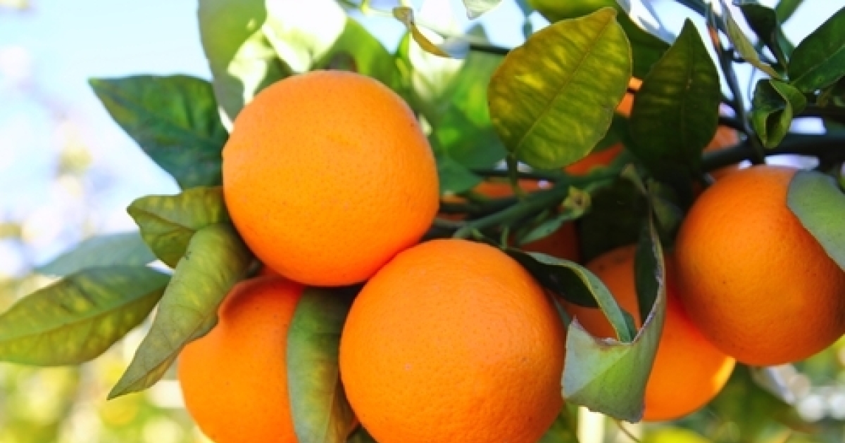 Ton Dieu ordonne que tu sois productif ! - EMCI TV